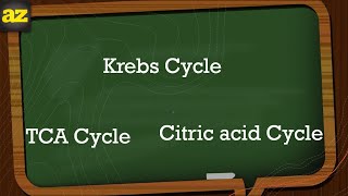 08 Krebs cycle شرح بالعربي [upl. by Rus]