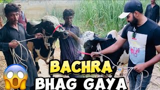 Dangerous Bachre ko Bahir nikala phr wo Bhag gaya😱 Bachro k liye Meal le liya 🥘 [upl. by Ahsinauj]