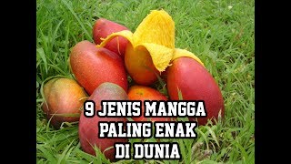 9 Jenis Mangga Paling Enak Di Dunia [upl. by Hamal651]