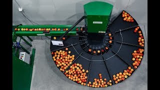 Apple sorting machine Green Sort Vision work and production [upl. by Anirtruc986]