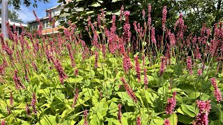 Persicaria Fat Domino  FarmerGracycouk [upl. by Sybille205]