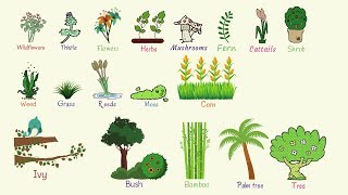 Plant Names List of Common Types of Plants and Trees in English with Pictures [upl. by Wirth695]