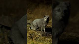 Arctic Fox in slow motion see the head movement when he is picking up sounds [upl. by Darach]