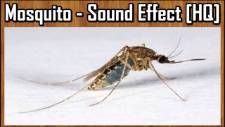 Mosquito  Sound Effect HQ [upl. by Florella]