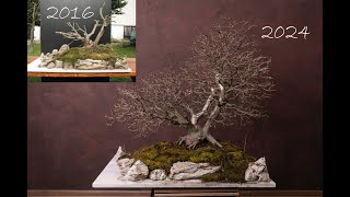 European hornbeam repotting and quick pruning [upl. by Mandi]