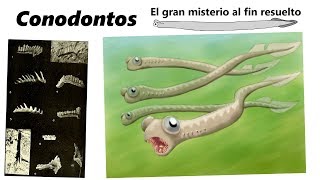 Conodontos Descubre el mayor misterio de la micropaleontología [upl. by Alcock373]