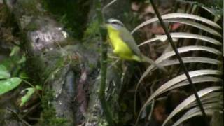 Goldencrowned Warbler Basileuterus culicivorus [upl. by Schinica]