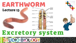 Class 11Zoology LecturesDiscuss Excretory system Types of nephridia ampstructure in Earthworm213 [upl. by Ymerej]