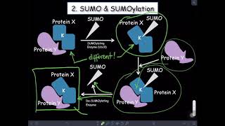 Introduction to SUMOylation [upl. by Pedrick]