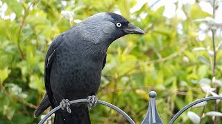 Jackdaws Visit the Bird Feeders [upl. by Murrell475]