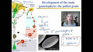 FUNDAMENTALS OF PLANT PATHOLOGY Classification of Fungi Part1 [upl. by Nnyllatsyrc]