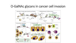 OGalNAc glycans role in cancer cell invasion Code 499 [upl. by Finkelstein]