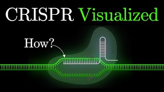 But what is CRISPRCas9 An animated introduction to Gene Editing some2 [upl. by Ynafit909]