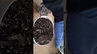 Echeveria Colorata jardin flores viral suculentas suculenta suculents plants shortvideo [upl. by Eiba]