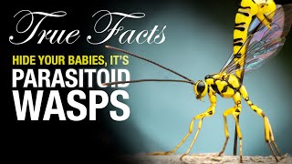 True Facts Parasitoid Wasps [upl. by Baal36]