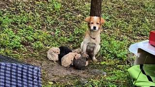 quotDont leave us behindquot the mother dog shouted for help while holding eight frozen puppies [upl. by Cobbie]