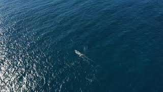 Three humpback whales heading north cape solander by drone [upl. by Dwane]