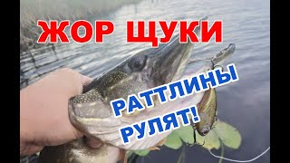 ЩУЧИЙ ЖОР ЩУКА НА РАТТЛИНЫ В СЕНТЯБРЕ [upl. by Ttereve174]