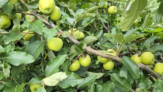 How to care for apple tree and fruits in the summer protect them from Codling moths Fruit flies [upl. by Sacksen182]