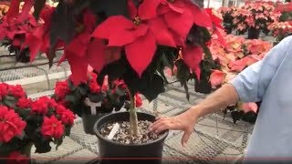 Poinsettia care tips  how to keep your poinsettia looking good this year and next [upl. by Dis]