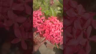 Ixora plant care ixora garden ytshorts shorts plants gardening [upl. by Marris]