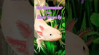 The Axolotl The Salamander That Never Grows Up axolotl axolotls salamander facts shorts [upl. by Toiboid802]