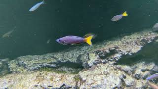 Sardine cichlid Cyprichromis leptosoma courtship display [upl. by Aivat]