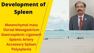 Development of the Spleen [upl. by Hobie]