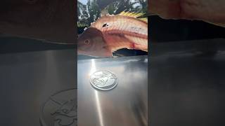 The best for last Yellowtail Snapper fillets and skeleton on my recteq griddle [upl. by Asit]