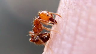 FIRE ANTS vs HAND and more [upl. by Accebber]