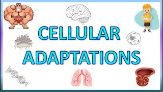 Cell Adaptations  Pathology  Hypertrophy Hyperplasia Atrophy amp Metaplasia [upl. by Eidnar]