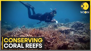 Coral farms help coral grow climate change resilient  WION [upl. by Ecinreb]