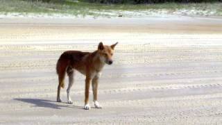 Dingo Facts  Facts About Dingoes [upl. by Moraj]