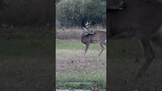 Whitetail Buck Grooming Mouth Scratching Back nature wildlife deer [upl. by Romina997]