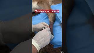 Tenotomia em bezerro com deformidade flexural [upl. by Hillell]