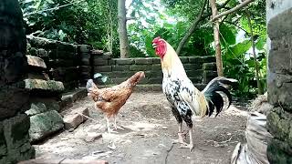 Rooster and Hen Clucking  Chicken Video  Hen Sound [upl. by Nimra]