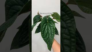 Anthurium radicans x luxurians  low maintenance rare houseplant [upl. by Auod]