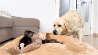 Golden Retriever Reacts to Baby Kittens in his Bed [upl. by Enneicul]