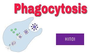 Phagocytosis In Hindi [upl. by Vokay19]