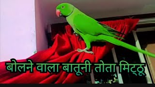 Bolne wala Batuni Tota Mithu 🦜 talking parrot mummy papa 😍🥰😘❤️ [upl. by Olivero]