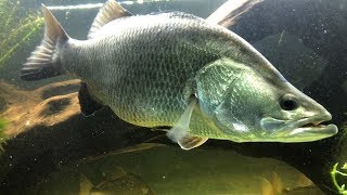 The Barramundi just ate 10 fish MonsterFishKeepers [upl. by Gaven]