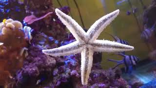 Mon Top 10 des meilleurs détritivores en aquariophilie récifale [upl. by Oinotnanauj]