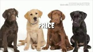 Top 10 dog price in kerala  India [upl. by Carilla]