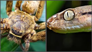 The Alien Invasion of Guam Snakes Spiders and Ecological Crisis [upl. by Manya]