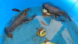 TRENDING Crayfish amp Ulang farming business🦞🦞🦞CrayfishCrayfishBreederTarlac CrayfishFarming [upl. by Chet346]