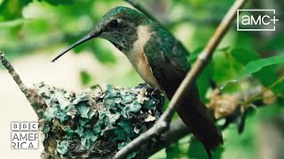 Birds Eye View  A Nature Short Film  BBC America x Toyota Tacoma [upl. by Lolita]