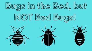 What are Some Bugs in the Bed That Are NOT Bed Bugs [upl. by Arytal]