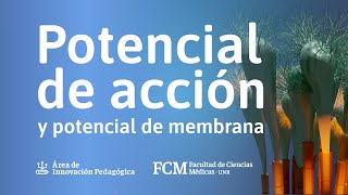 Potencial de acción y potencial de membrana  Fisiología [upl. by Phillada868]