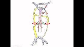 Medical Embryology  Development of Cardinal Veins and the Large Veins [upl. by Udenihc]