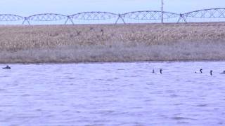 Pintails in Flight [upl. by Annohsat]